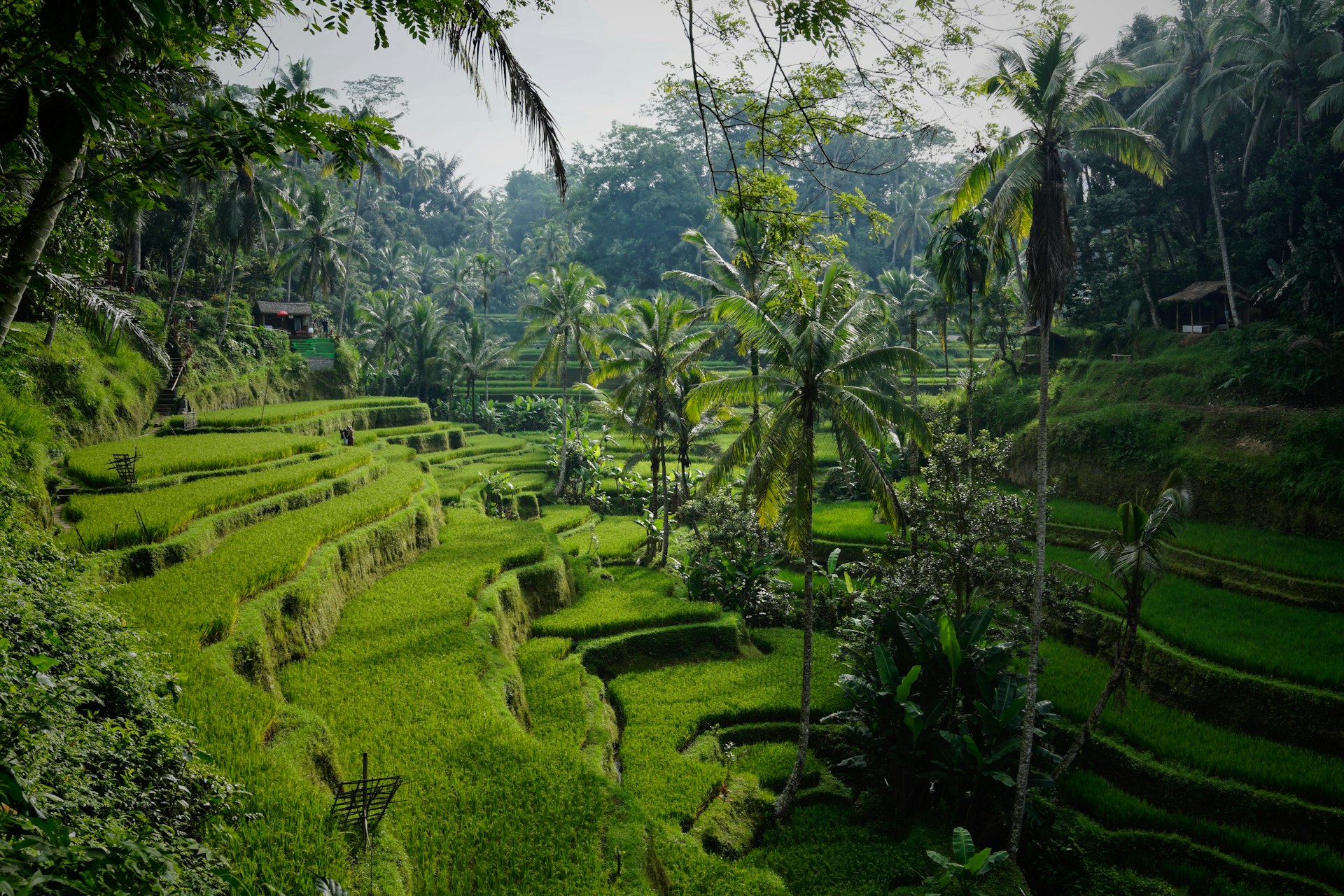 Rolling Munnar tea plantation hills in Kerala
