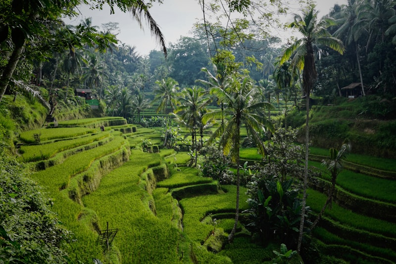 Rolling Munnar tea plantation hills in Kerala